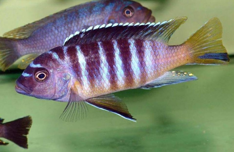 Maylandia sp. 'zebra yellow tail' Lupingu